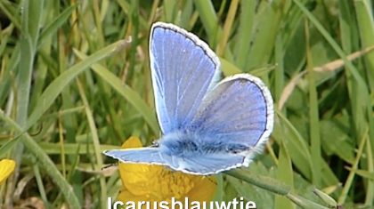 Icarusblauwtje-Vlinderrubriek-met-Hans-Melters