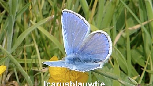 Icarusblauwtje-Vlinderrubriek-met-Hans-Melters