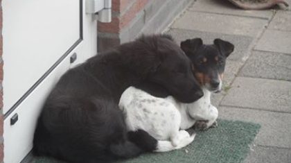 Jack-Russel-vermist-driekleurig-