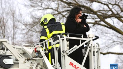 Kat in boom Hoeven Nederweert-Eind