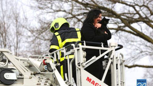 Kat in boom Hoeven Nederweert-Eind