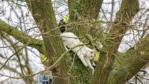 Kat-in-de-boom-Hoogbosweg-5