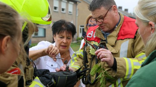 Kauw-in-boom-Populierenstraat-Nederweert-12