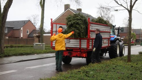 Kerstboom-nederweert-1