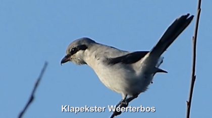 Klapekster-Weerterbos