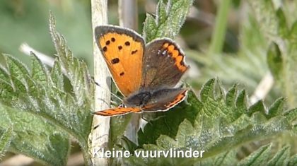 Kleine-Vuurvlinder-Vlinderrubriek-Hans-Melters