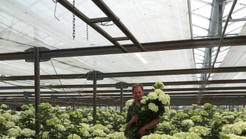 Knapen-bloemen-en-snijheesters-Nederweert