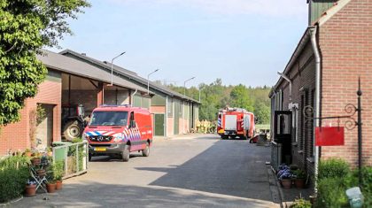 Koe-in-mestkelder-Kruisstraat-Nederweert-1