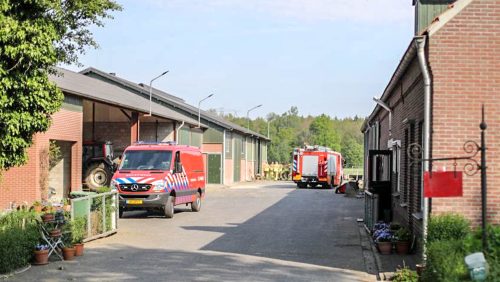 Koe-in-mestkelder-Kruisstraat-Nederweert-1