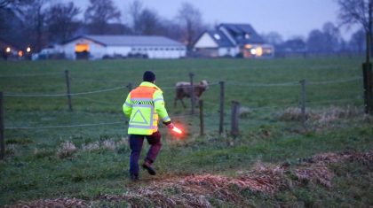 Koe-op-de-A2-bij-Nederweert-2