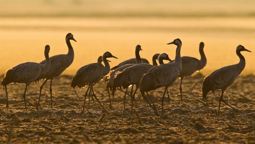 Lezing-Kraanvogel