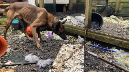 Magere-Mechelse-herder-beroerd-gehuisvest-in-van-de-ratten-vergeven-achtertuin-in-Nederweert