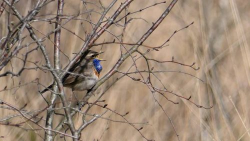 Marijke-Vaes-Schroen-zingende-blauwborst-in-De-Groote-Peel-