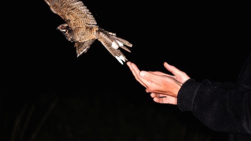 Nachtzwaluwexcursie-in-De-Groote-Peel-foto-Jap-SmitsStaatsbosbeheer