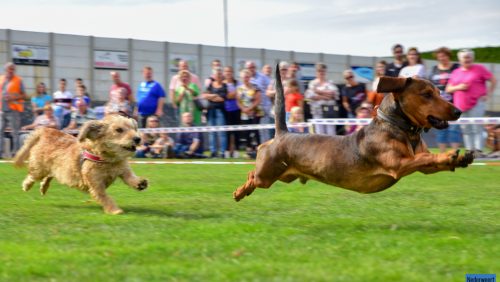 Nederlands-kampioenschap-teckelrennen-2018-23