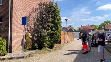 Onkruidbrander-zet-conifeer-in-de-fik-Dhaliastraat-Weert-1