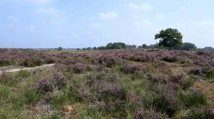 Ontdek-de-Paardenbegrazing-van-De-Groote-Peel