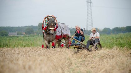 Oogsten-met-paard-Nederweert-Johan-Horst-2