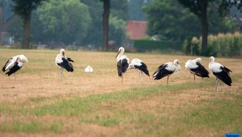 Ooievaars-Reebergweg-Ospeldijk-7