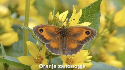 Oranje-Zandoogje-Hans-Melters