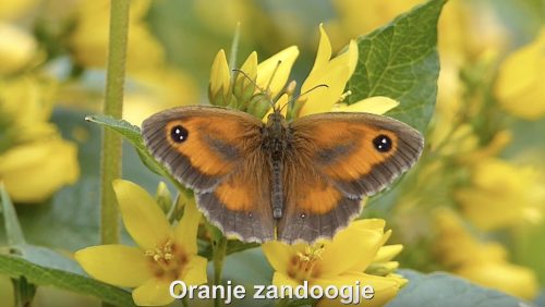 Oranje-Zandoogje-Hans-Melters