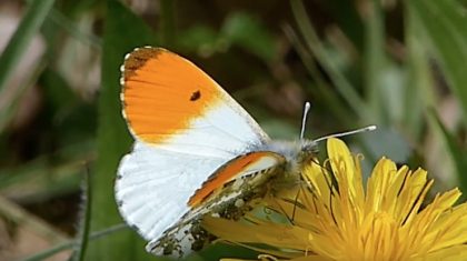 Oranjetipje-Hans-Melters-Vlinderrubriek