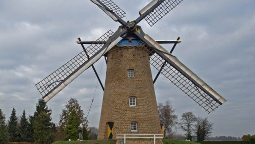 Ospelse-molen-Korenbloem