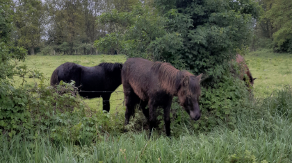 Paard-in-de-problemen-Visdijk-eind