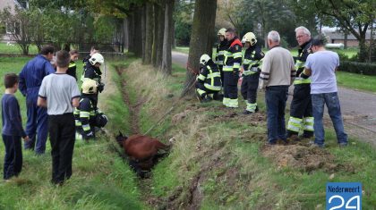 Paard in de sloot Someren-Eind