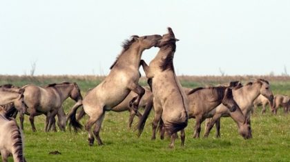 Paarden-Lisette-Poel