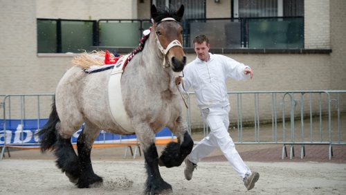 Paardenmarkt-Weert-2018-Johan-Horst-21