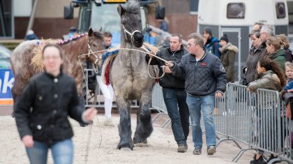 Paardenmarkt-Weert-Johan-Horst-14