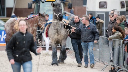 Paardenmarkt-Weert-Johan-Horst-14