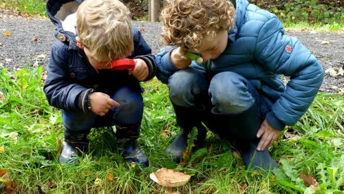 Paddenstoelen-in-de-peel-Marijke-Vaes