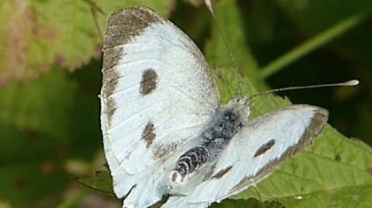 Pieris-brassicae-Vlinderrubriek-Hans-Melters