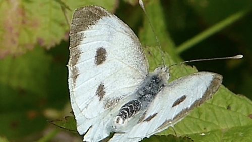 Pieris-brassicae-Vlinderrubriek-Hans-Melters