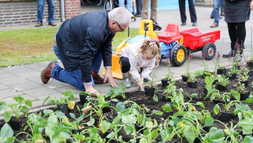 Plataanstraat-Nederweert-aanplanten-4