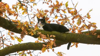 Poes-in-boom-Smisserstraat-Nederweert-1