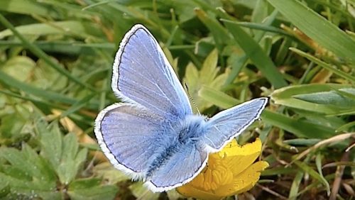 Polyommatus-icarus-door-Hans-Melters