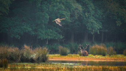 Rustend edelhert met langsvliegende purperreiger in Weerterbos