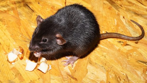 Rat-zwarte-rat-Weert-bestrijding-gemeente-Weert