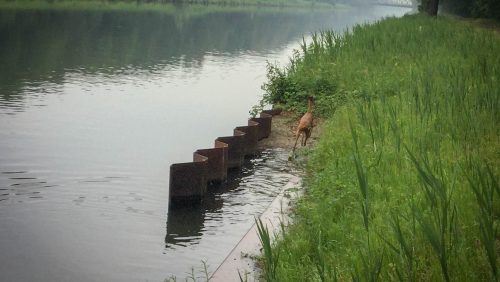 Ree-in-kanaal-Wessem-Nederweert-3