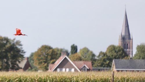 Rode-Ibis-gespot-in-Nederweert-2