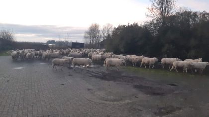 Schapen-Heijsterstraat-Nederweert