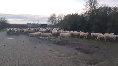 Schapen-Heijsterstraat-Nederweert