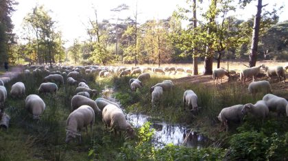 Schapen-maaien-gras-in-weert