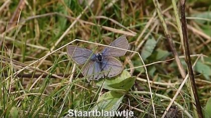 Staartblauwtje-Vlinderrubriek-met-Hans-Melters