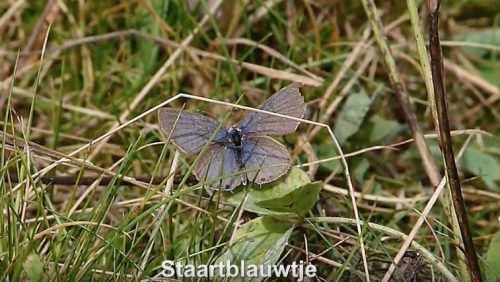 Staartblauwtje-Vlinderrubriek-met-Hans-Melters