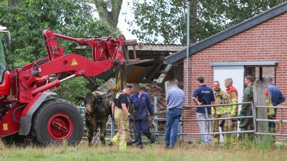 Stier-in-gierput-Bientjesweg-Ospel-6