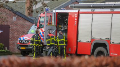 Tientallen-varkens-in-gierput-Hardsteeg-Nederweert-3